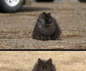 the majestic cat is coming funny picture
