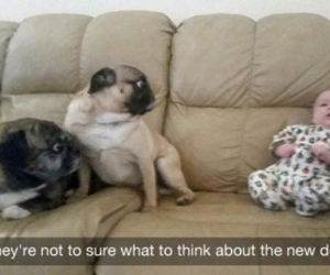 the new dog is crazy funny picture