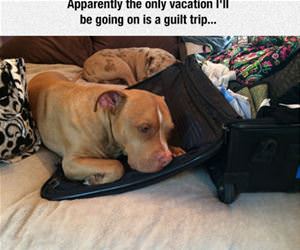 the only vacation funny picture