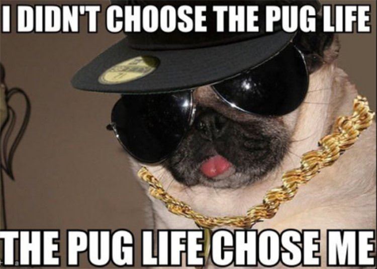the pug life funny picture