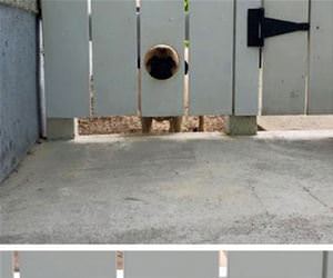 the pug viewing area funny picture