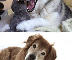 the pun dog funny picture