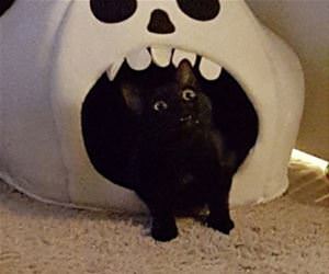 the smell of catnip funny picture