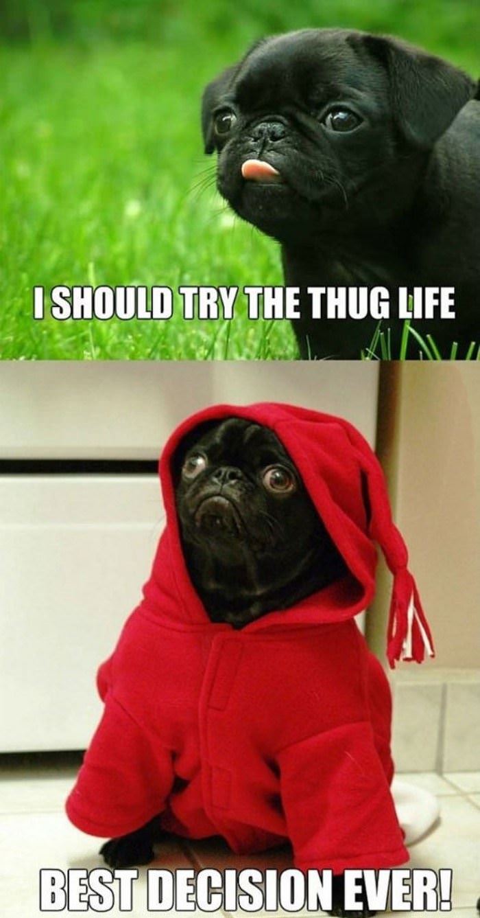 the thug life funny picture