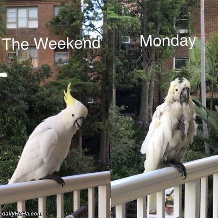 the weekend vs mondays funny picture
