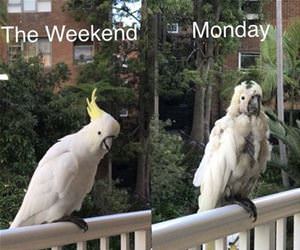 the weekend vs mondays funny picture