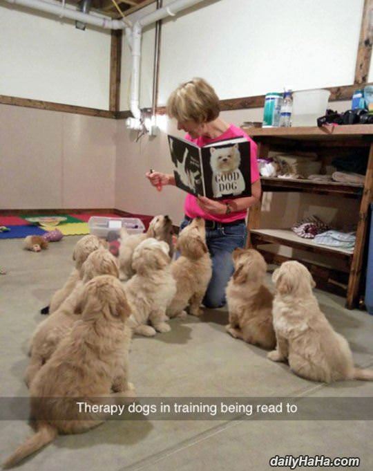 therapy dogs being trained funny picture