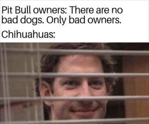 there are no bad dogs