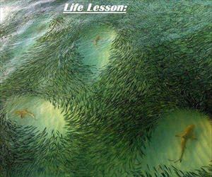 there are plenty of fish