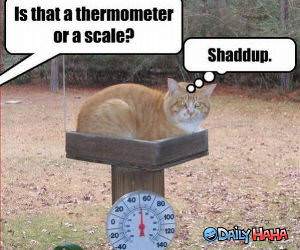 Thermometer or Scale funny picture