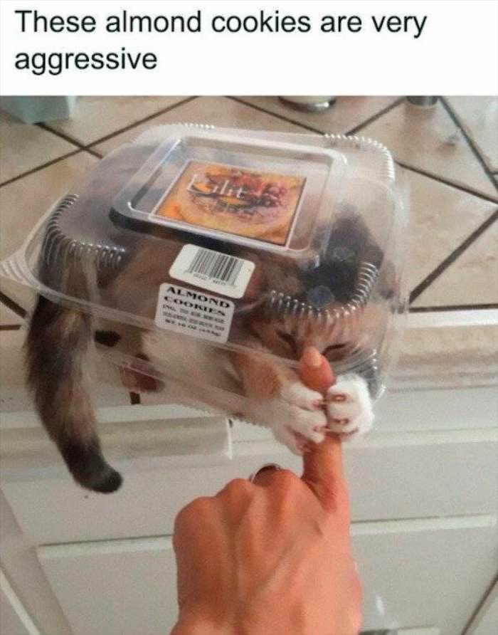 these almonds are aggressive