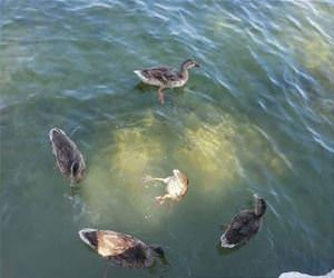 these crazy ducks funny picture