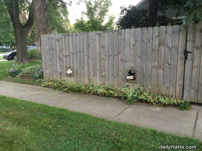 these dogs have a nice view funny picture