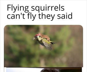 they cannot fly