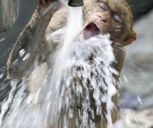 Thirsty Monkey