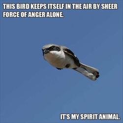 this bird flys angry