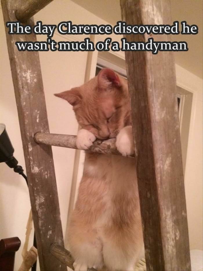this cat is not much of a handyman