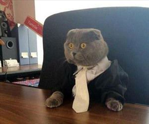 this cat means business