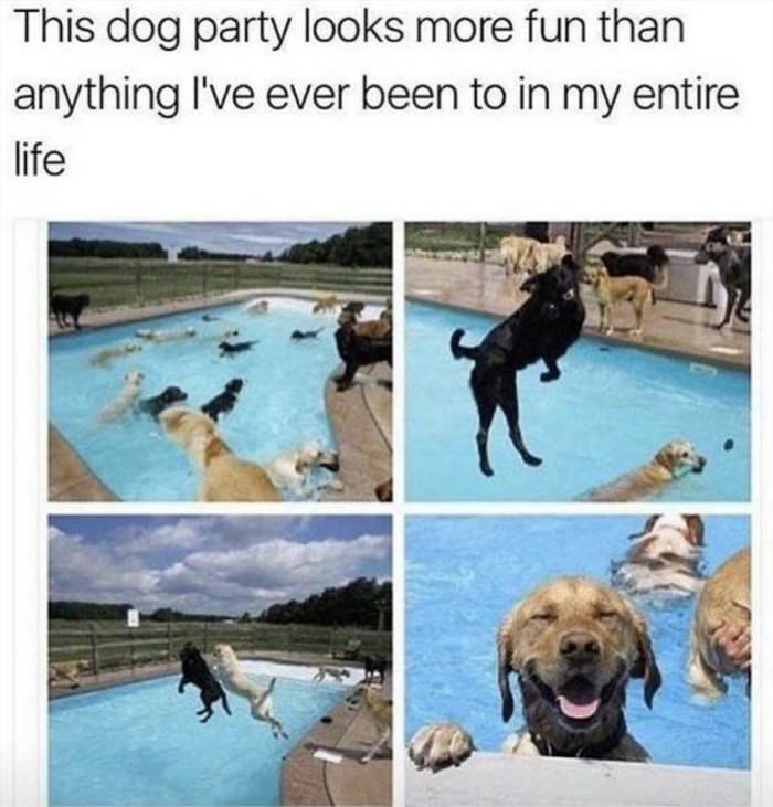 this dog party looks fun