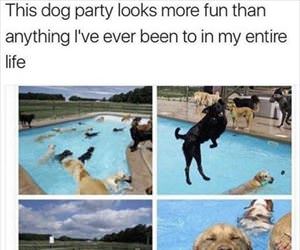 this dog party looks fun