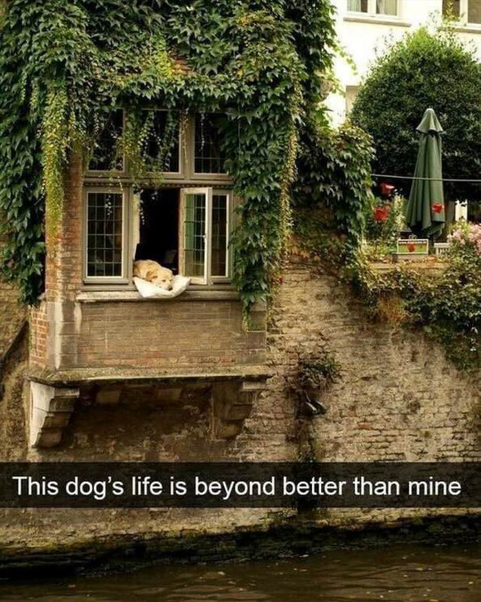 this doggo is living the good life