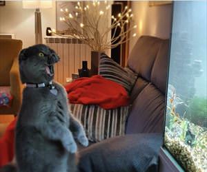 this fish tank is awesome