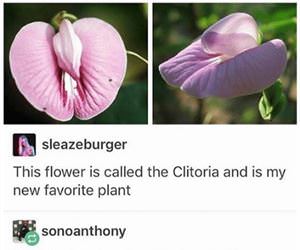 this flower