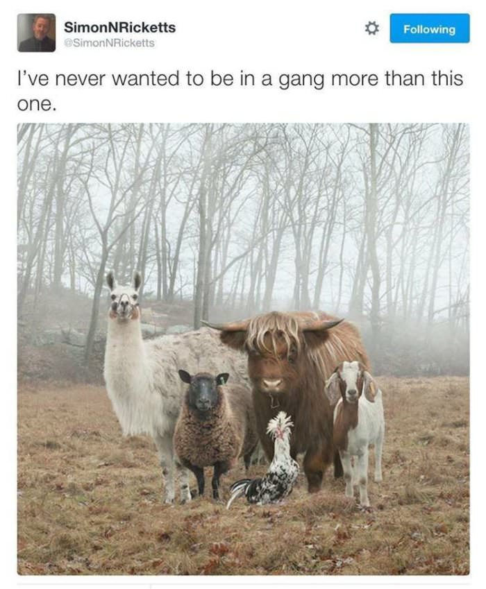this gang looks fun