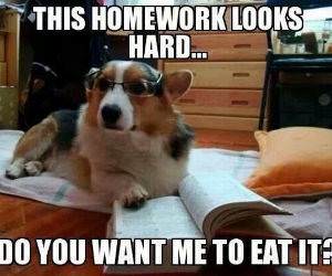 Homework is Too Hard funny picture
