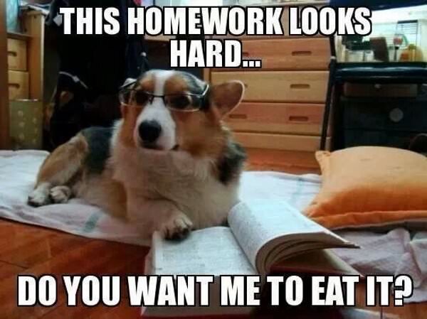 Homework is Too Hard funny picture