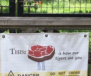 this is how tigers see you