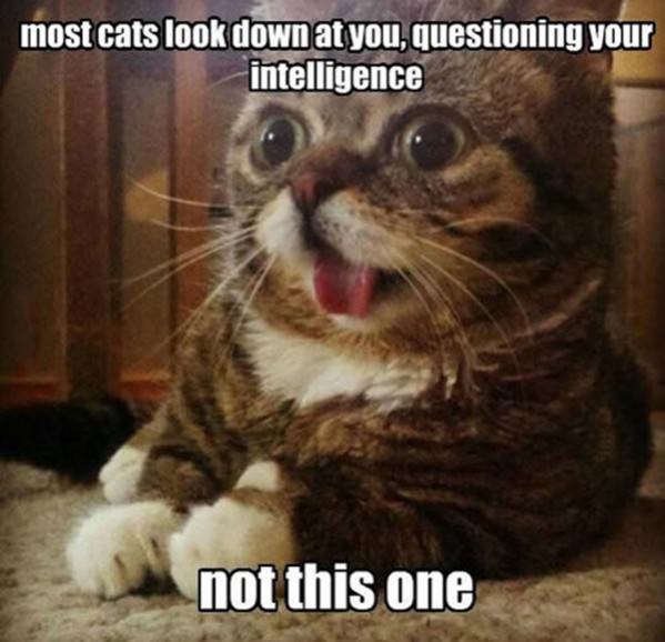 Not Like Most Cats funny picture