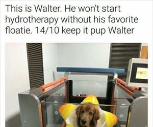 this is walter