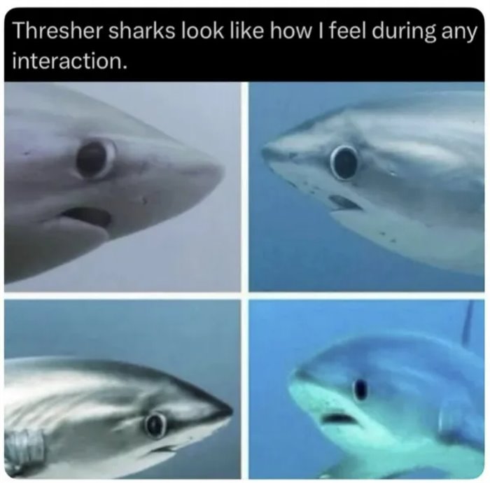 this shark