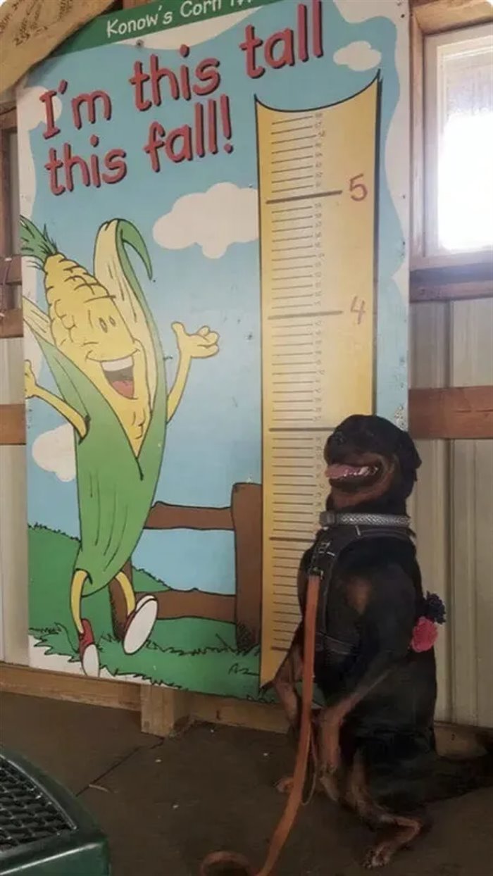 this tall
