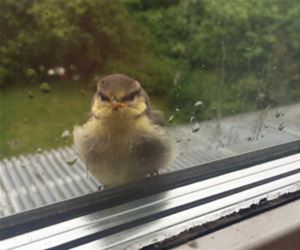 this bird funny picture