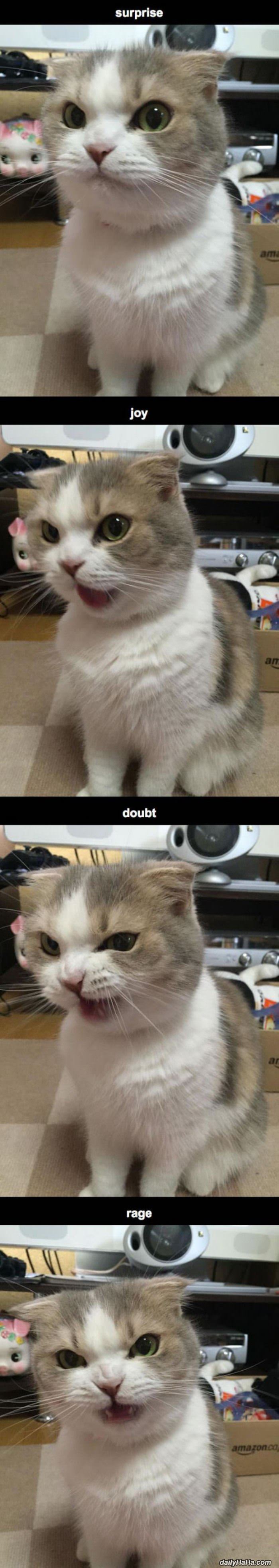 this cat funny picture