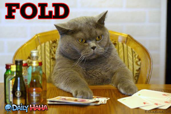 The cat folds lolcat