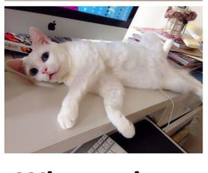 this cat has 2 looks funny picture