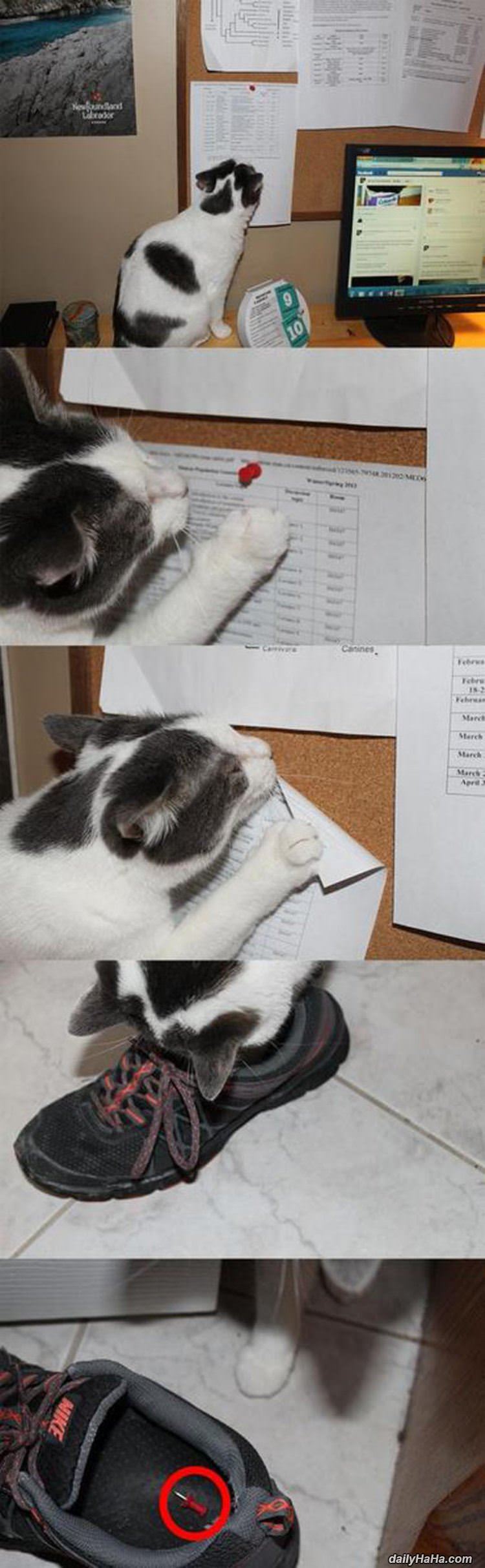 this cat is a jerk funny picture