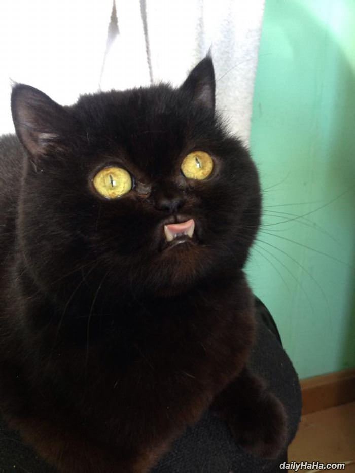 this cat is majestic funny picture