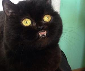 this cat is majestic funny picture