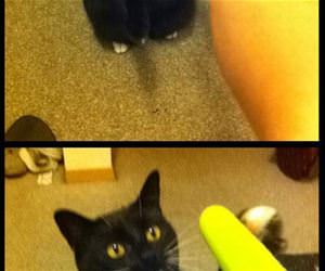 this cat loves popsicles funny picture