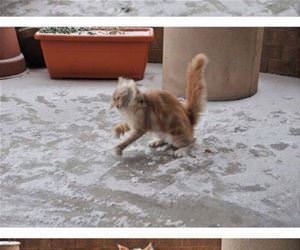 this cat playing in the snow funny picture