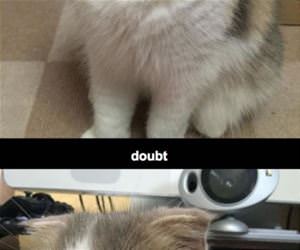 this cat funny picture