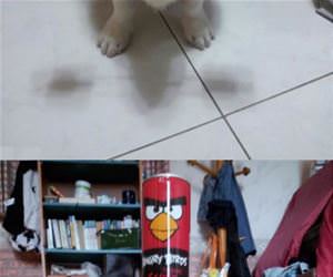 this corgi can balance anything funny picture