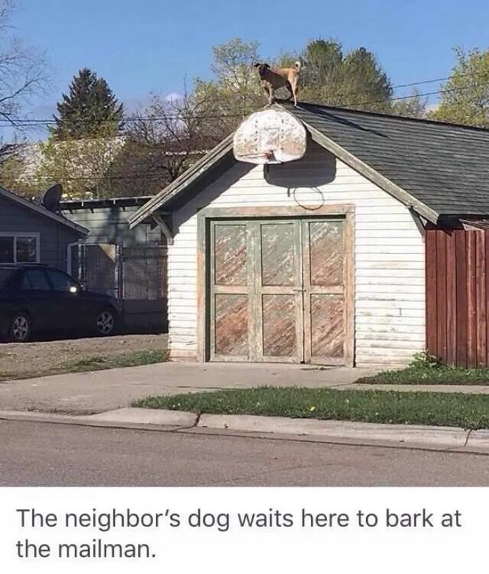 this does does not mess around funny picture