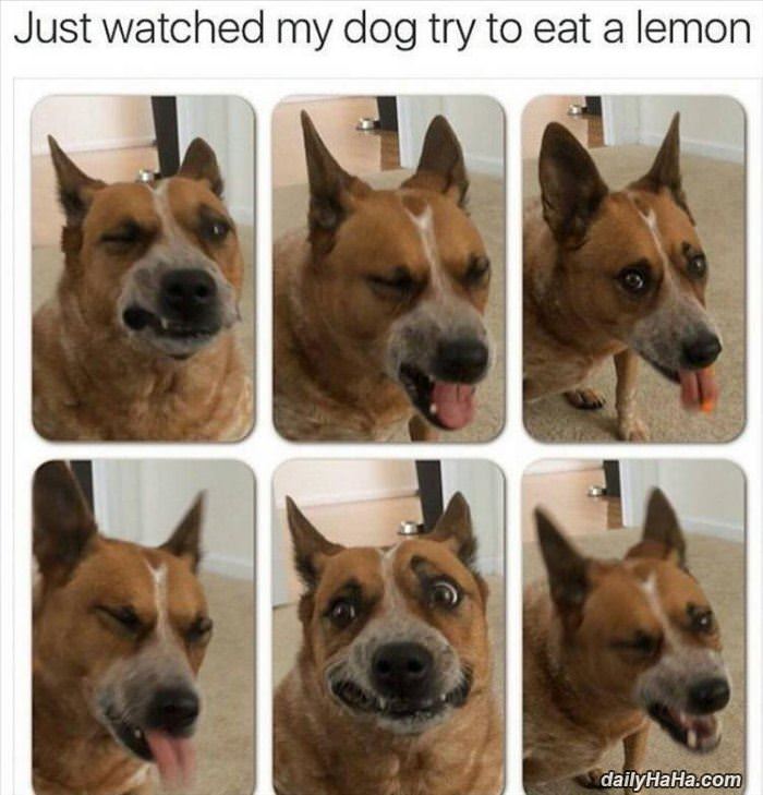 this dog eating a lemon funny picture