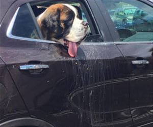 this dog is a drooler funny picture