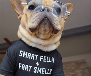this dog is a smart fella funny picture